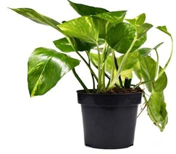 Potho Natural Planta Colgante Ideal para Decorar el Interior de la Casa