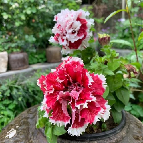 semi di petunia, in vaso giardino sul balcone, di, esotiche d'appartamento recisi tappezzante 100pcs