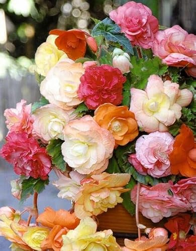 Kiepenkerl 706330, Begonien Splendid Mix, 3 Stück Blumenzwiebeln Begonien, von Samenshop24