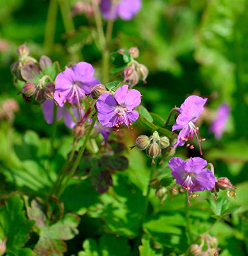 Storchenschnabel Cambridge - Geranium cantabrigiense - lebende Gartenpflanze aus den Baumschulen