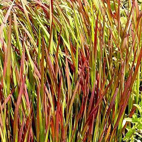 6er-Set Feuriges Blutgras 'Red Baron' - Imperata Cylindrica: Intensive Rottöne im 9x9cm Topf.