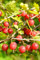 Pianta di Uva Spina Rossa Albero di Uva Spina Rossa Età 2 anni Pianta da frutto di Uva Spina Rossa in vaso Pianta vera di Uva Spina venduta da eGarden.store
