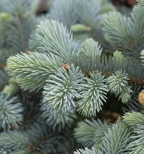 Hochstamm Zwergblaufichte 40-60cm - Picea pungens - lebende Gartenpflanze aus den Baumschulen