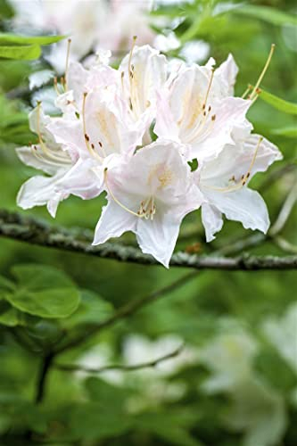 Rhododendron luteum 'Whitethroat' 40–50 cm – Winterhart, Mehrjährig – Azalee – Zierstrauch für Garten & Beet