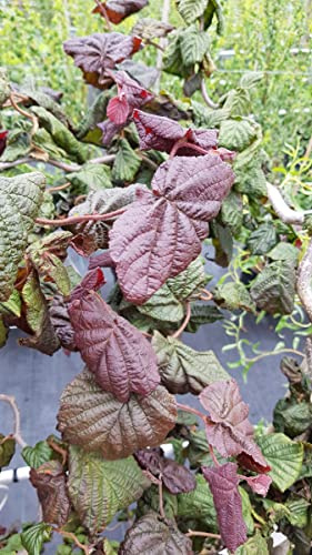 Corylus avellana 'Red Majestic'® / Noisetier tortueux pourpre/Conteneur de 3 à 4 litres/Touffe