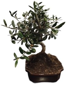 DECOALIVE Bonsái de Olivo Natural - Olea Europaea Planta Viva, Árbol Decorativo para Hogar y Jardín