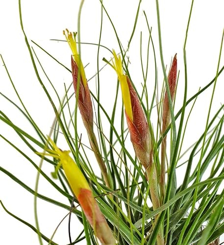 Fangblatt - Tillandsia schiedeana - exotische Luftpflanze - lebende Dekoration - außergewöhnliche Pflanze