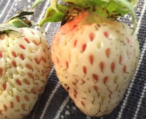 Graines de fraises blanches Pineberry Paquet de 100 graines