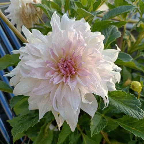 dahlien - Seltene serie - exotische stauden winterhart mehrjährig, winterfeste für balkon, garten balkon deko 120samen