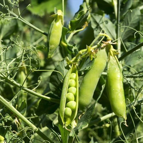 guisantes - semillas de resistentes el jardín semillas de guisantes Compre invierno, resistentes jardines rocas bancales elevados 90semillas