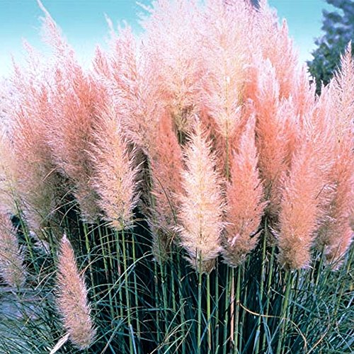 1 X CORTADERIA SELLOANA ROSEA PUMILA ROSA ERBA DELLA PAMPAS ALTA DECORATIVA CON PIUME