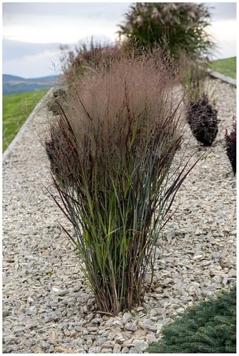 Stauden Gänge 10 x Panicum virgatum 'Nosferatu' Rutenhirse winterhart | Mittelhohes Ziergras für Sonne, Blüte August bis Oktober, mehrjährig, 1 L Topf (11x11 cm)