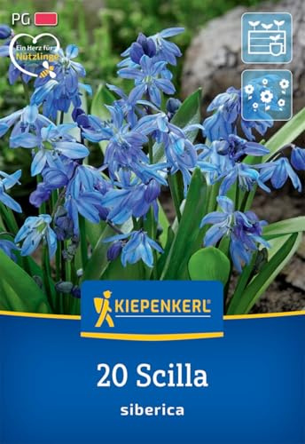 Siberisches Blausternchen (Scilla siberica), bringt eine Vielzahl an blauen Blüten hervor, Nützlingspflanze, mehrjährig und winterhart, Wuchshöhe ca. 15cm