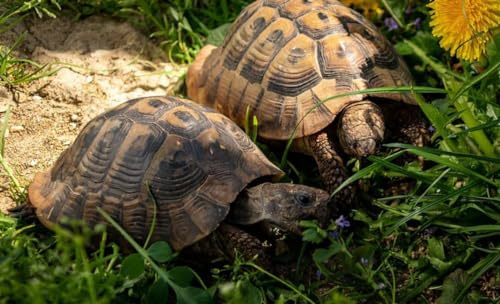 100g Schildkröten Samenmischung für Futterpflanzen Gräser, Kräuter, Blumen inkl. Aussaat Anleitung