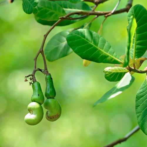 Semi di anacardo - colonnari balcone resistenti Anacardium occidentale nani in resistenti ai 15 pezzi