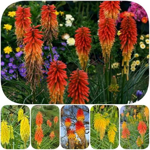 semi di giglio torcia vecchie varietà estivi esotico farfalle resistenti per giardini rocciosi semi di selvatici per i luoghi soleggiati 50pcs