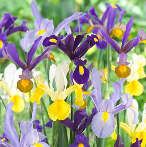 Votaniki Dutch Iris Mixed Bulbs - Perennial, Long-Lasting Blooms, Attracts to Pollinators, Iris Flowering Bulbs | Colorful Dutch Iris Bulbs for a Vibrant Garden (24 Pack)