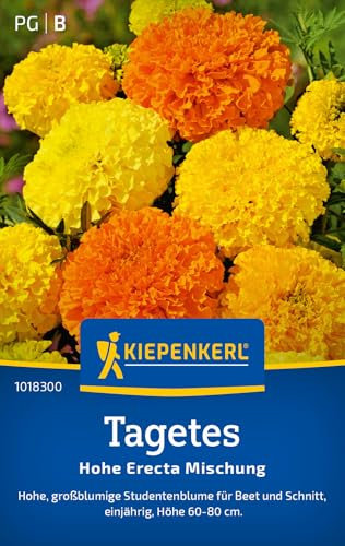 Kiepenkerl Tagetessamen Hohe Erecta Mischung 1018300 - Einjährige Blumensamen mit einer Wuchshöhe von 20 bis 30 cm und Inhalt für 50 Pflanzen - Blumensamen, Saatgut