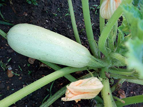 SEMI ZUCCHINO BIANCO DELLA SICILIA