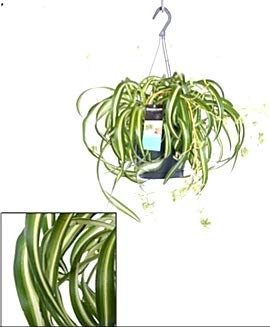 POWERS TO FLOWERS - CHLOROPHYTUM VARIEGATO XL, FALANGIO, pianta vera