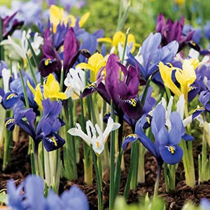 Iris Reticulata Mixed Colours x 50 Spring Flowering Bulbs by Growtanical®