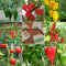 Paquete Múltiple de Semillas de Chile y Pimiento - 8 Variedades Diferentes Kit de Semillas de Chile Picante & Pimientos