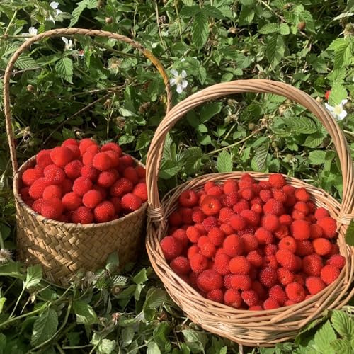 fresa silvestre comprar semillas raras de fresa silvestre orgánicas de Decoración de jardín para exteriores 85pcs