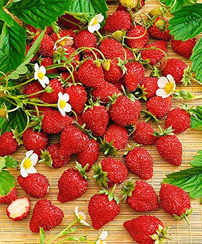Seeds Alpine Strawberry Baron Solemacher Everbearing Climbing Berries Heirloom for Planting Non GMO