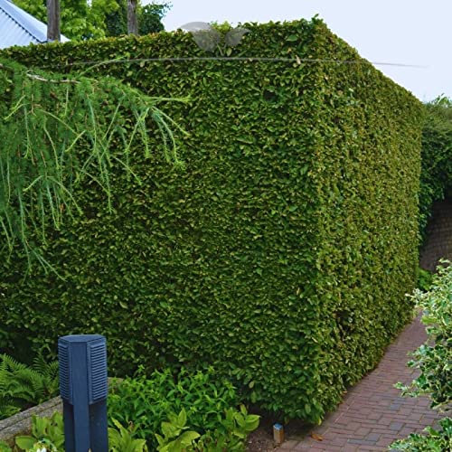 Gardline - Hainbuche 175-200 cm IM TOPF. 3-200 Weißbuchen. Carpinus betulus Heckenpflanze - 12 St. (ca. 3,5 Meter)