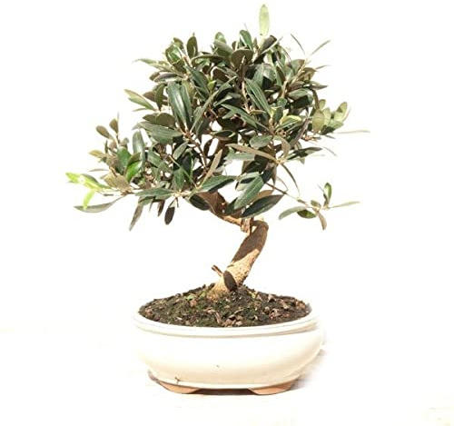 Árbol de Olivo Natural Bonsái Ornamental