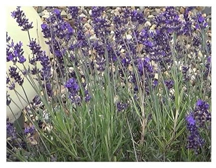 Pcs - 30x Lavande Véritable Lavendula Vera Jardin Plantes - Graines KS62 - Seeds & Plants Shop by Ipsa