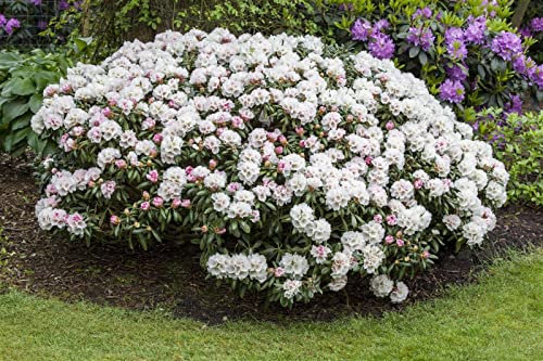 Rhododendron yakushimanum 'Dreamland' 30–40 cm – Winterhart, Immergrün, Mehrjährig – Rhododendron – Blütenstrauch für Garten & Kübel