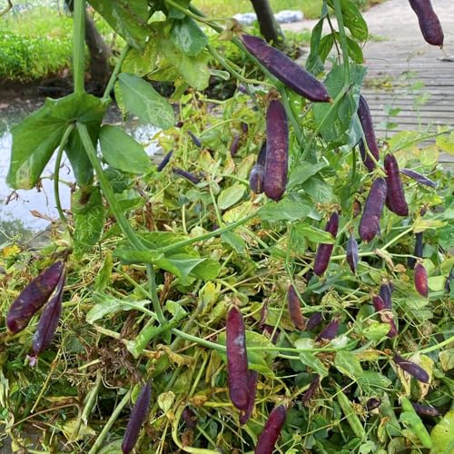Semillas de guisante, Pisum sativum, semillas de exóticas perennes 30pcs