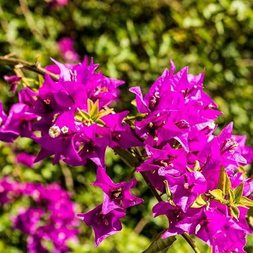 Pianta Bouganville Sanderiana