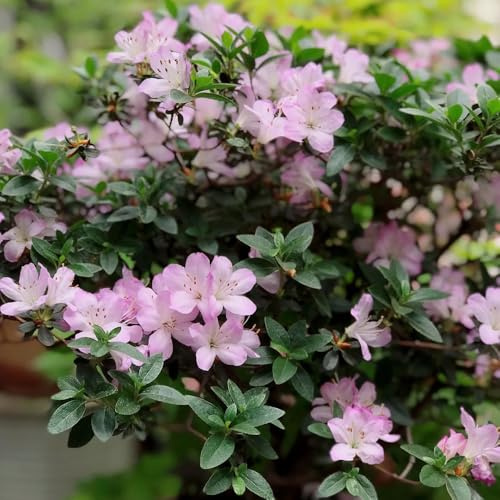 semi di rododendro - esterno resistente giardino rocciose perenni 300pcs