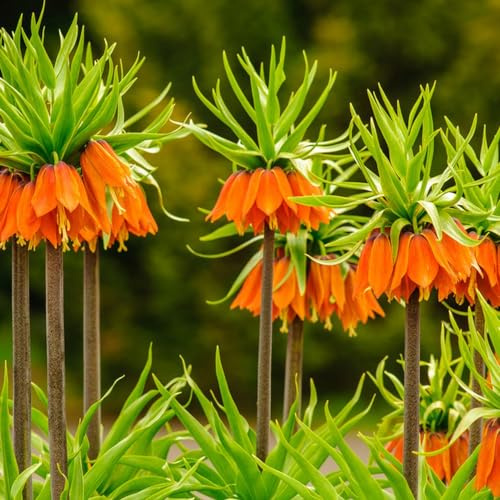 bulbi di imperiali, Fritillaria, resistenti al pieno sole di tappezzante e resistente serra internada giardino roccioso 3pcs