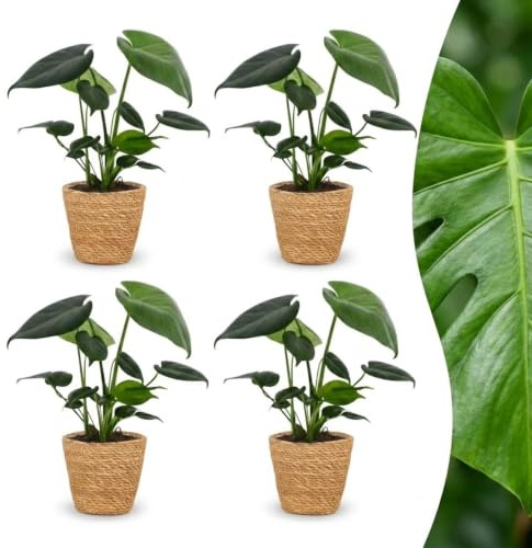 Green boutiQ - Monstera Deliciosa - Monstera Deliciosa - 4 Plantes - avec Panier - Pot 12cm - Hauteur 30cm