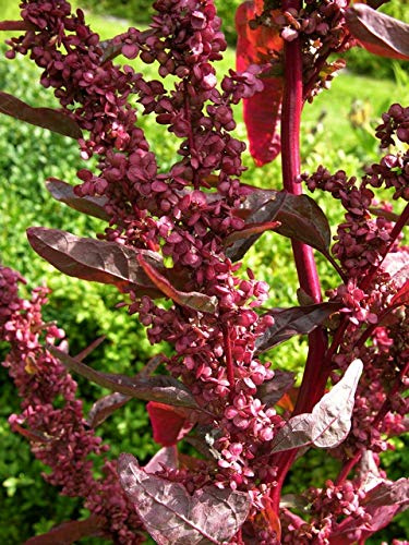 ATRIPLEX A FOGLIE ROSSE NR.100 SEMI