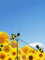 POMMERNTRAUM ® | Windspiel Gartenpendel Gartenstecker Gartendekoration Garten Kunst ** Bienen ** Bienenfamilie **