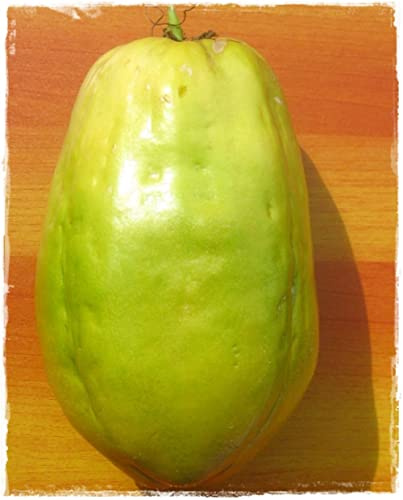 Planta de granadilla Gigante Passiflora Quadrangularis en maceta - h. 150 cm.