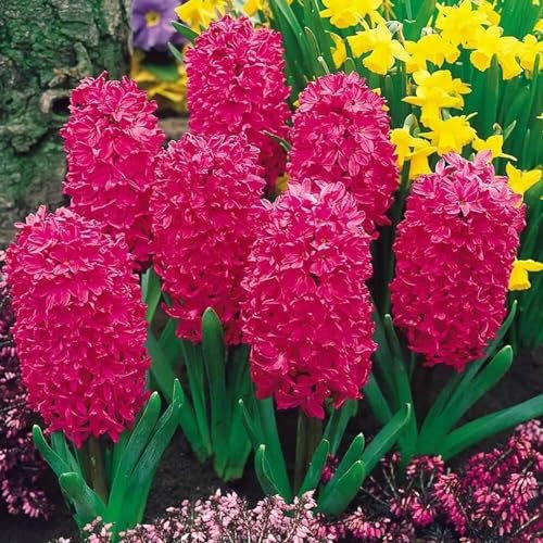 Hyacinth Bulbs for Planting,Hyacinth Tubers UK,Excellent Display Indoor Perennial Balcony Garden Bulbs,Hyacinth Bulbs Mix,Flowering Rhizome-4bulbs-B