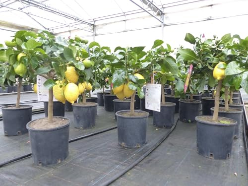 gruenwaren jakubik echter Zitronenbaum 50-70 cm Zitrone Citrus Limon Zitruspflanze