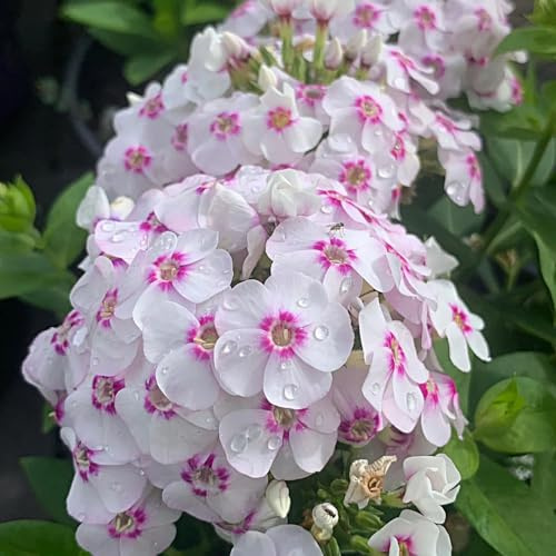 Phlox de alfombra - flox subulata de oficina comprar semillas de jardín interior reverdecimiento tejados invernaderos balcón flox alfombra Cobertura perenne resistente 800pcs