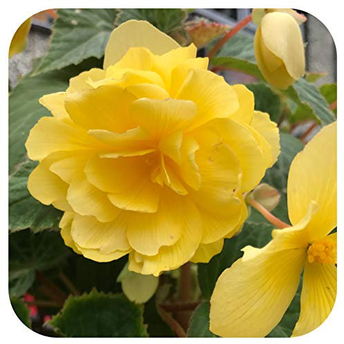 Begonia Non-Stop Double Tubers/Corms Yellow x 5 Summer Flowering by Growtanical®