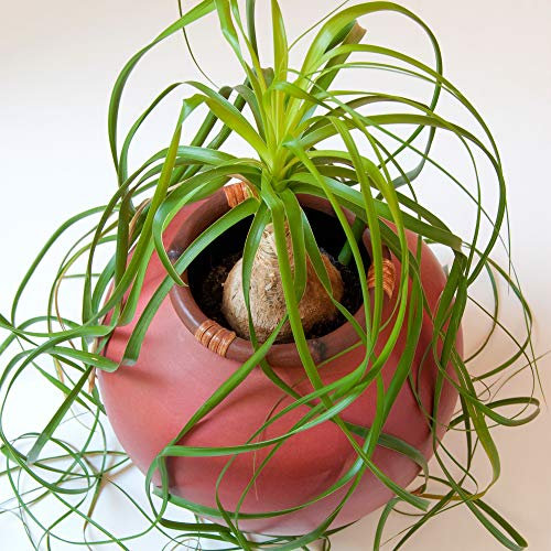 Beaucarnea Recurvata Nolina Ball | 40-50cm Potted | Premium Plant Gift for Sale