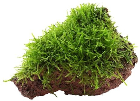 Aquarium Pflanze Taxiphyllum barbieri Moos auf Lavastein Nr.003 YLS | Wasserpflanze