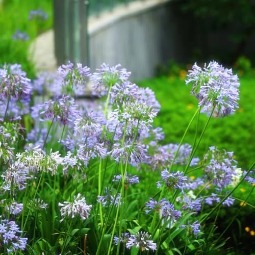semillas resistentes de agapanthus - silvestres de balcón, cortadas de lirio agapanthus, decoraciones, para lugares soleados, 300pcs