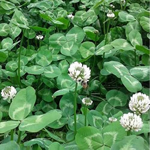 strimusimak Graines de trèfle, Blanc Graines de trèfle