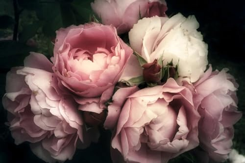 A.S. Création Papier peint Roses 3,75 m x 2,50 m - WALLLOVE Papier peint Pivoines en crème, rose y compris colle - DD129565