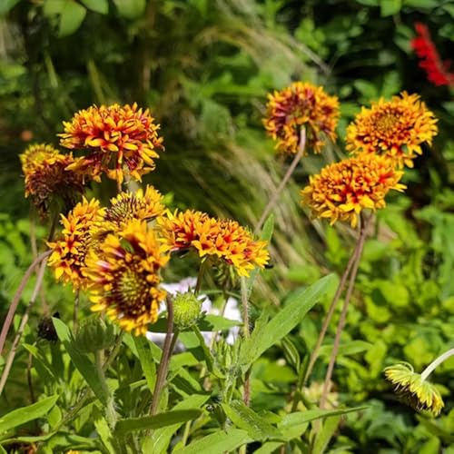 Kokardenblume, stauden winterhart mehrjährig balkonpflanzen geschenke für gärtner blumendeko exotische gartendeko für draußen schmetterlingswiese blumenwiese steingartenpflanzen 550Samen